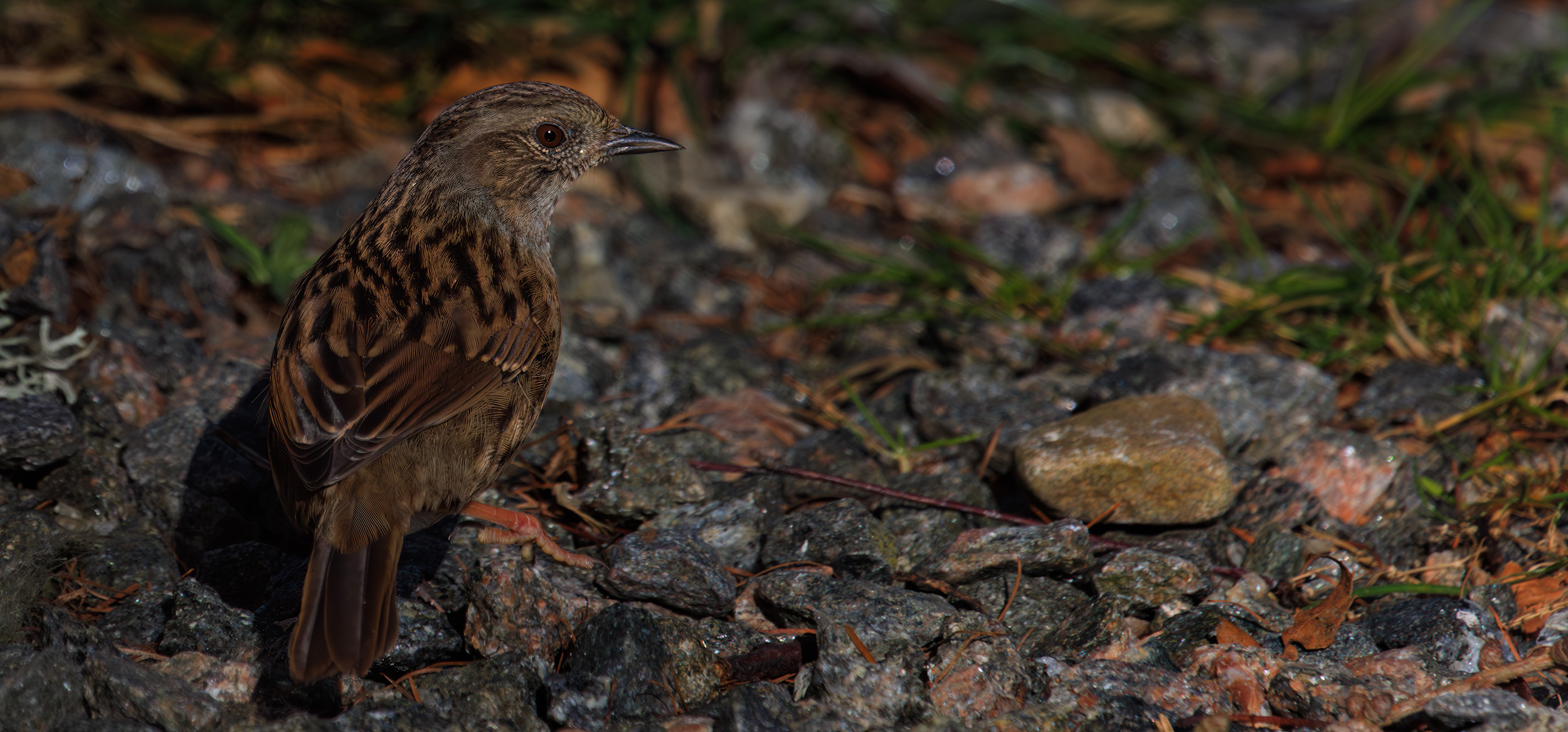 Prunella modularis Dunnock against stoney ground